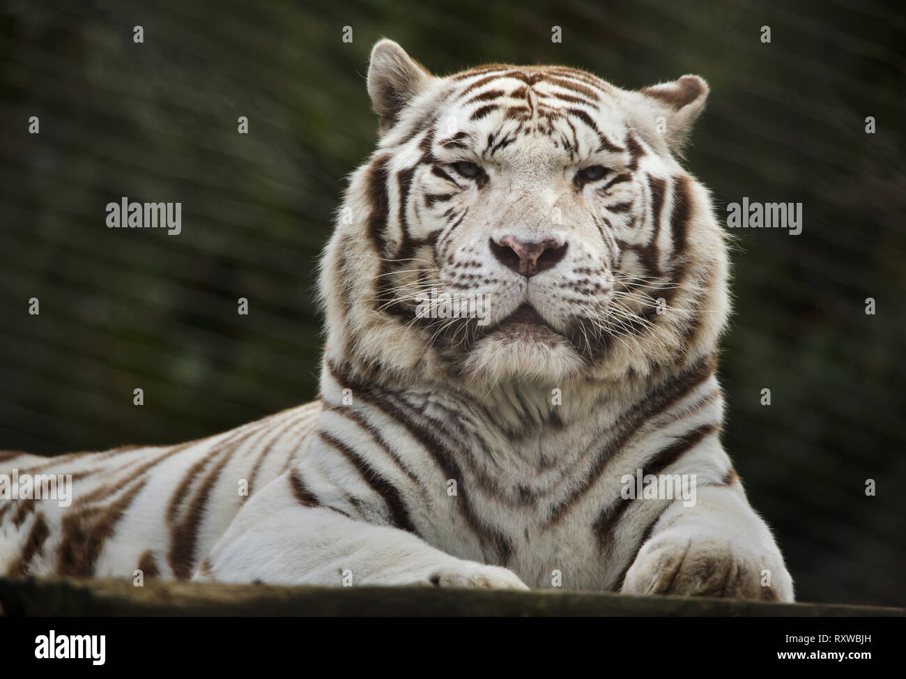 La tigre bianca (Panthera tigris tigris). La vita selvatica animale. Foto Stock