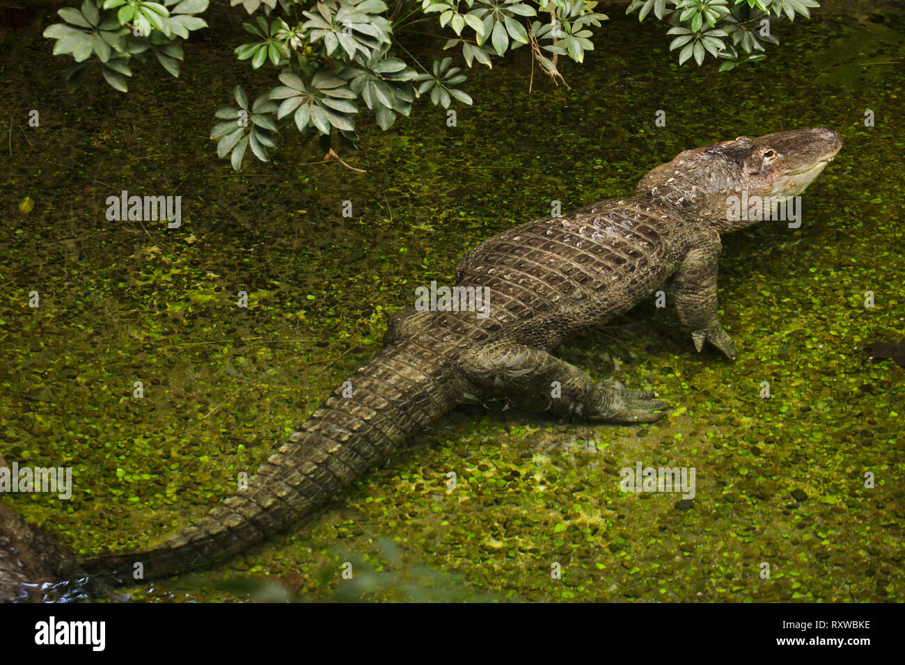 Il coccodrillo americano (Alligator mississippiensis). La vita selvatica animale. Foto Stock