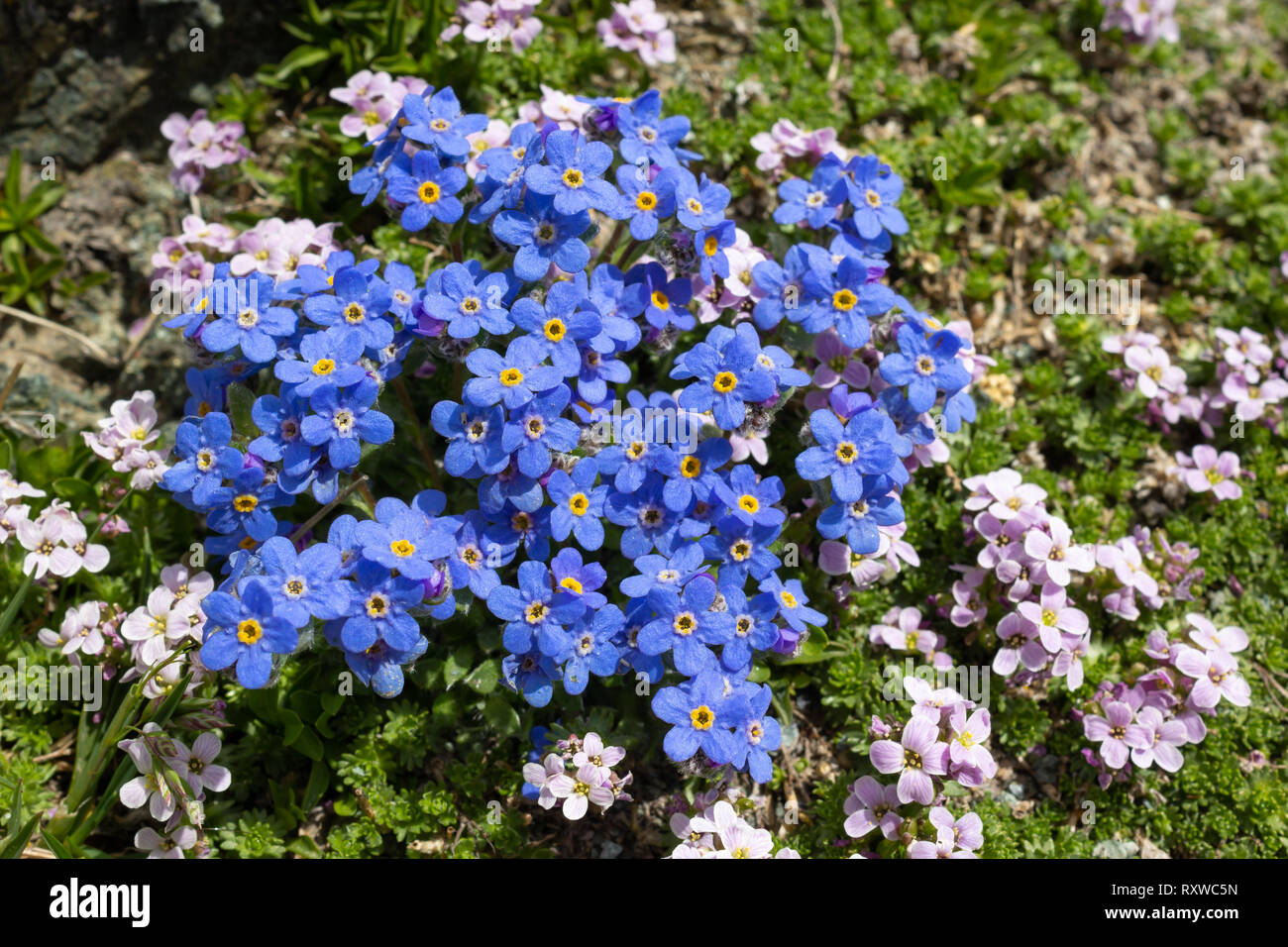 Di fiori alpini Eritrichium nanum (artico dimenticare alpino-me-non) con petrocallis Pyrenaica come sfondo, Valle d'Aosta, Italia. Foto Stock