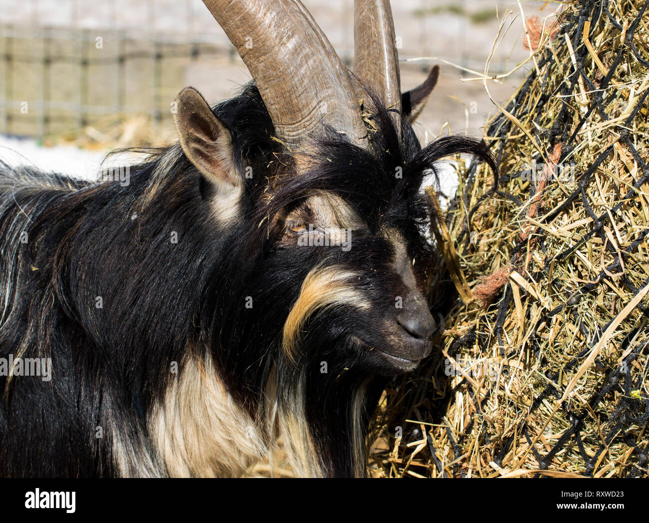 Caprone con lunghe corna masticare fieno vicino. Adorabili e capro peloso a mangiare cibo vicino a una fattoria nel periodo invernale. Foto Stock