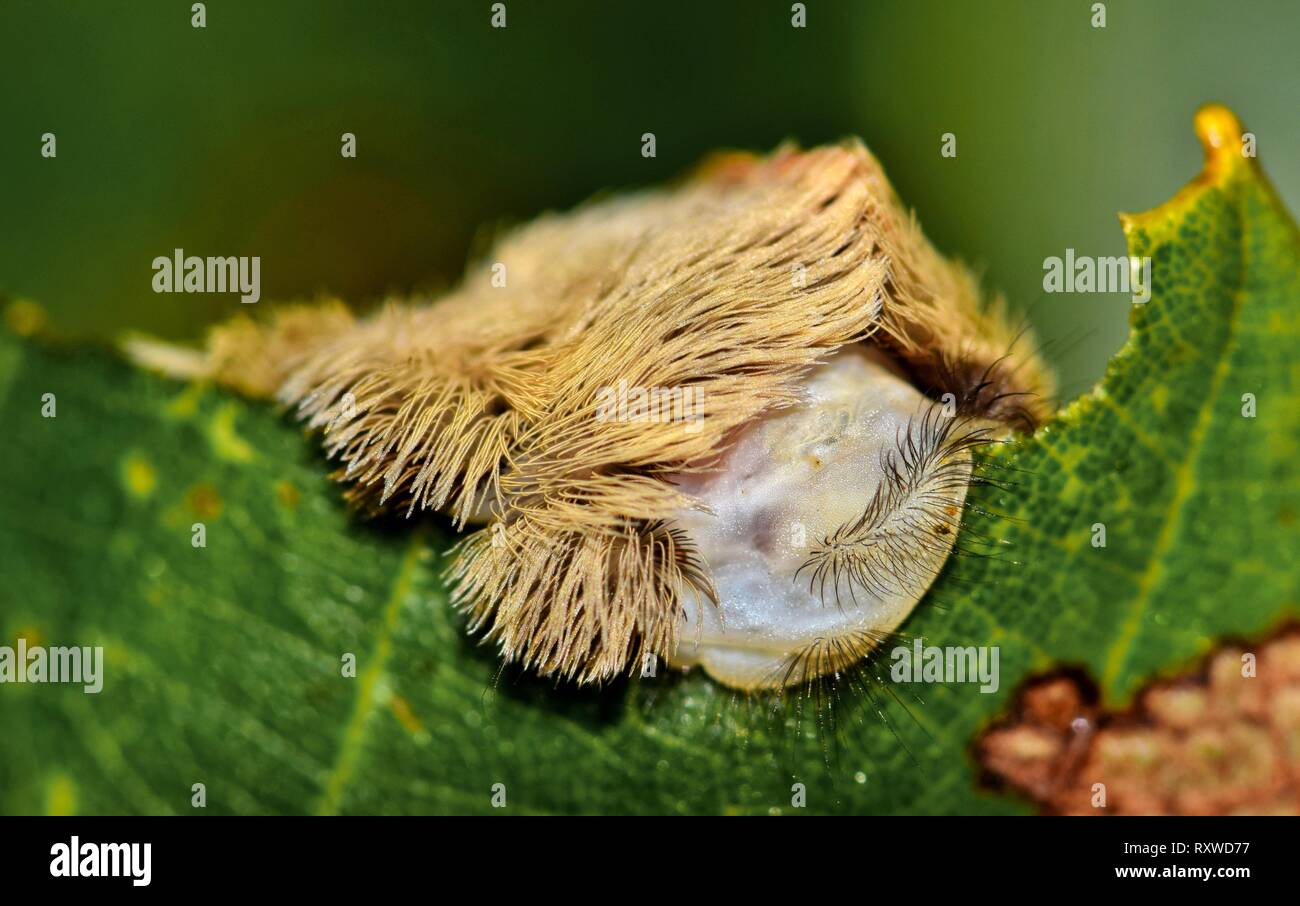Vista frontale di un pericoloso Flannel moth caterpillar alimentazione su una foglia. Questo strano insetto assomiglia ad una parrucca e nasconde aculei velenosi all'interno. Foto Stock