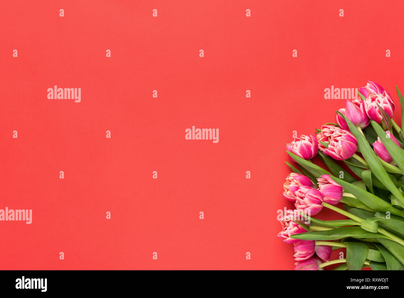 Rosa peonia tulipani su sfondo di corallo. Vista da sopra con copia spazio. Composizione di fiori di auguri o invito scheda Modello di progettazione. Giornata della madre, le donne" Foto Stock