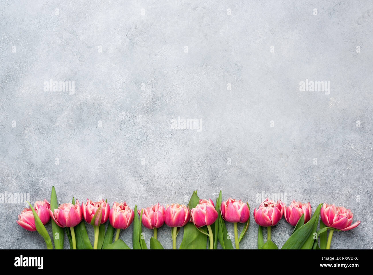 Rosa peonia tulipani sul cemento grigio Sfondo. Sfondo floreale con copia spazio per il testo. Modello di progetto di auguri o di invito Foto Stock