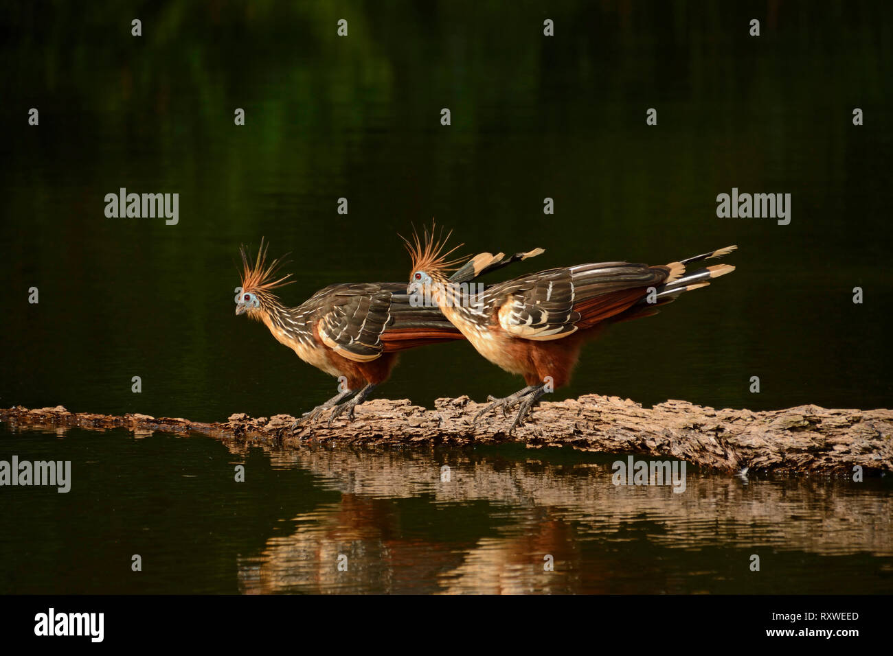 Hoatzin (Ophisthocomus hoazin) di due uccelli in piedi sul tronco galleggiante, il Parco Nazionale del Manu, Perù, Novembre Foto Stock
