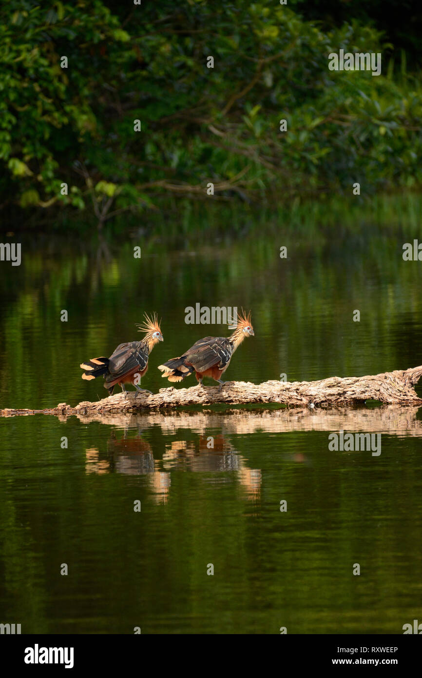 Hoatzin o Stinkbird (Ophisthocomus hoazin) di due uccelli in piedi sul tronco galleggiante, il Parco Nazionale del Manu, Perù, Novembre Foto Stock
