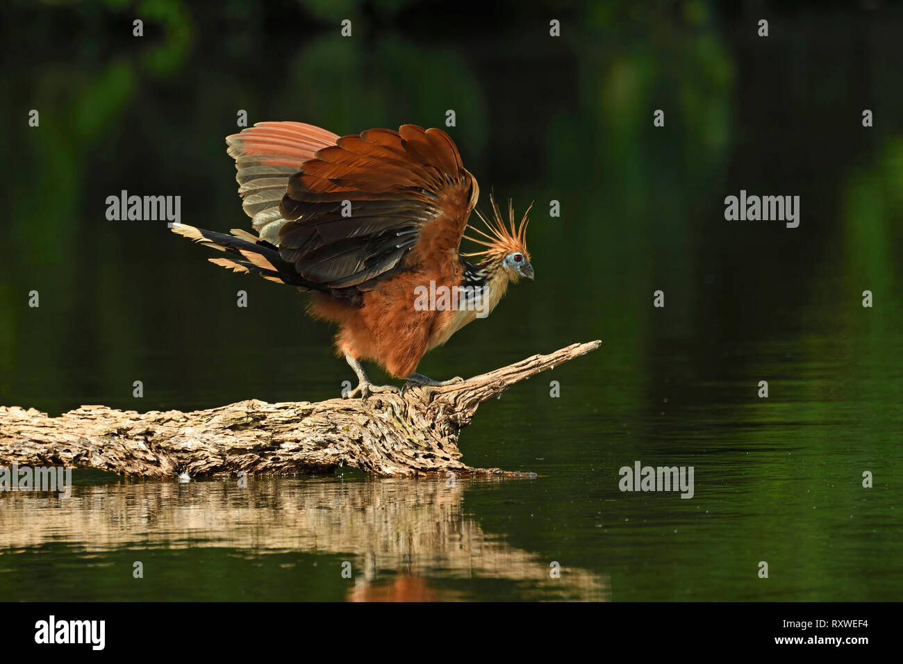 Hoatzin (Ophisthocomus hoazin) bird in piedi sul tronco galleggiante, il Parco Nazionale del Manu, Perù, Novembre Foto Stock