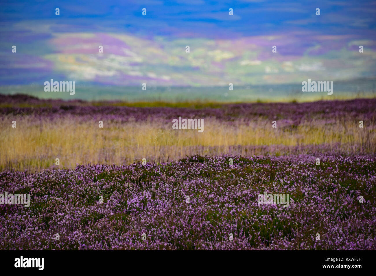 Erica viola sulla brughiera riflessa nel cielo, Paese Brontë, Calderdale, West Yorkshire Foto Stock