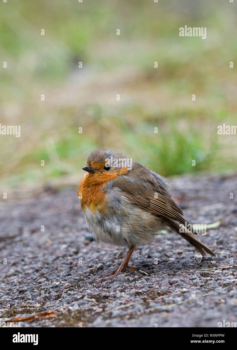 Robin, Erithacus rubecula, singolo adulto in piedi sul suolo, Worcestershire, Regno Unito. Foto Stock