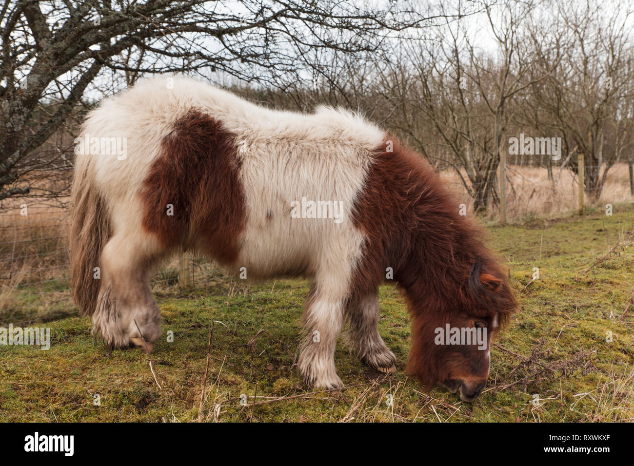 Un Mini pony Shetland il pascolo di erba su una mattina di primavera in Scozia. Foto Stock