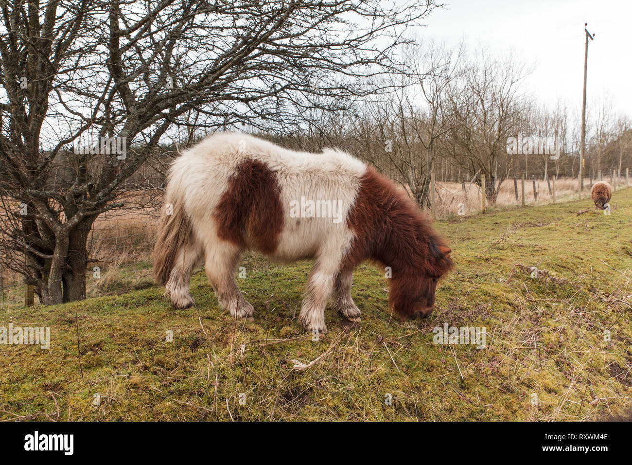 Un Mini pony Shetland il pascolo di erba su una mattina di primavera in Scozia. Foto Stock