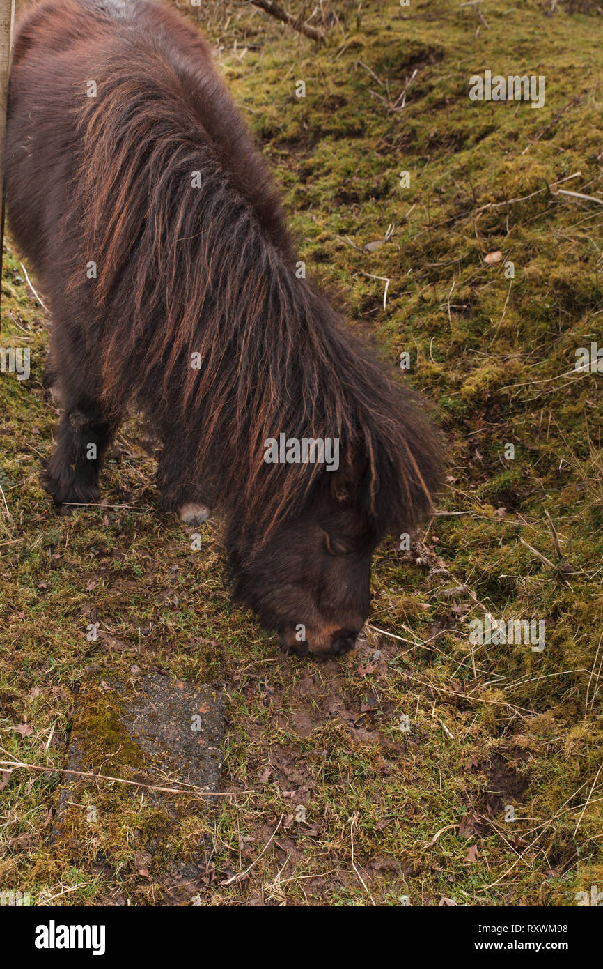 Un Mini pony Shetland il pascolo di erba su una mattina di primavera in Scozia. Foto Stock