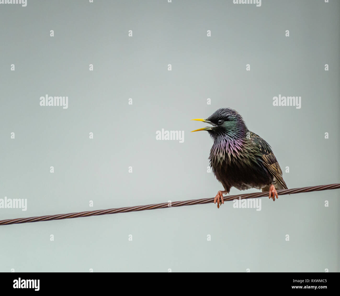 Unione Starling (Sturnus vulagaris) posatoi su un filo a Los Angeles, CA. Foto Stock