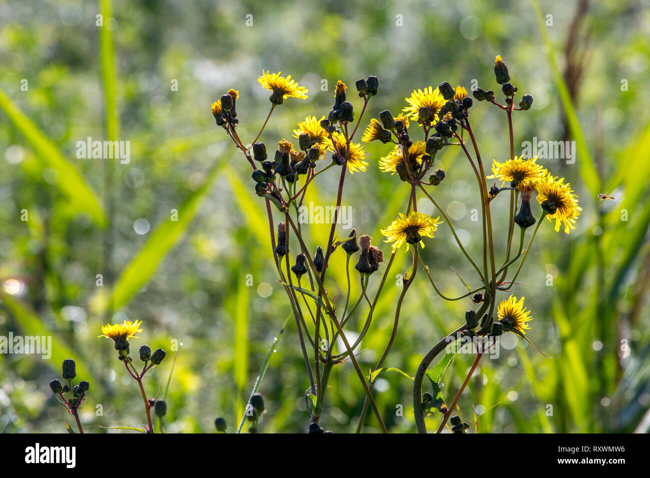 Il giallo fiore su un prato verde. Prato con fiori rurale. Fioritura di alghe di colore giallo sul campo. Weed è una pianta selvatica cresce in cui non si desidera Foto Stock