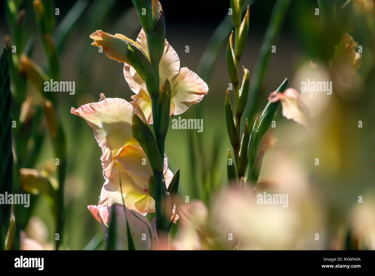Rosa delicato gladiolus fiori che sbocciano nel bellissimo giardino. Gladiolus è pianta della famiglia di iris, con la spada a forma di foglie e punte di vivaci col Foto Stock