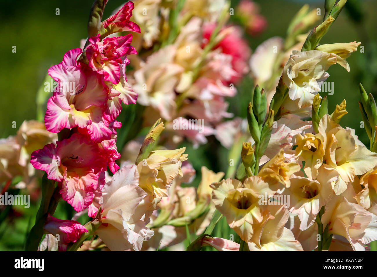 Grappolo di gladiolus colorate fioriture dei fiori nel bellissimo giardino. Bella gladiolus. Gladiolus è pianta della famiglia di iris, con la spada di foglie di forma Foto Stock