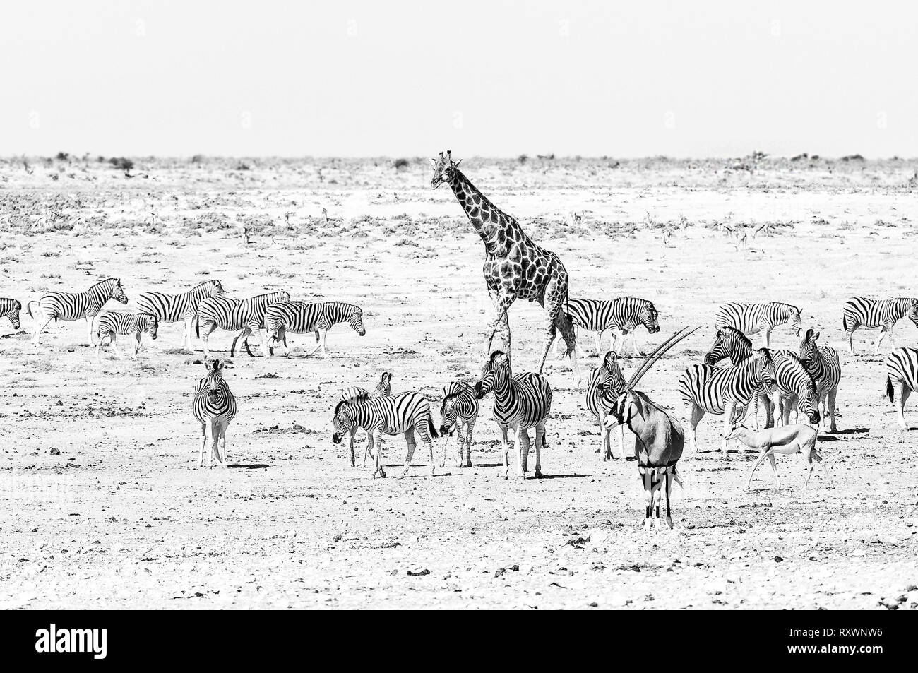 Una giraffa, oryx, Springbok e Burchells zebre a waterhole in Namibia settentrionale. Monocromatico Foto Stock