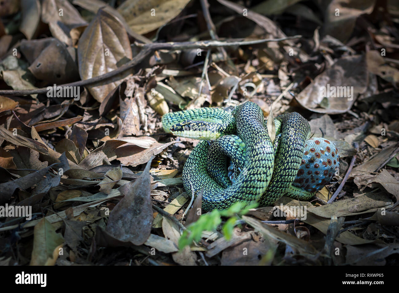 Il Golden Tree i serpenti sono velenosi, mangiare verde-red dot gecko su foglie secche nella foresta. Foto Stock