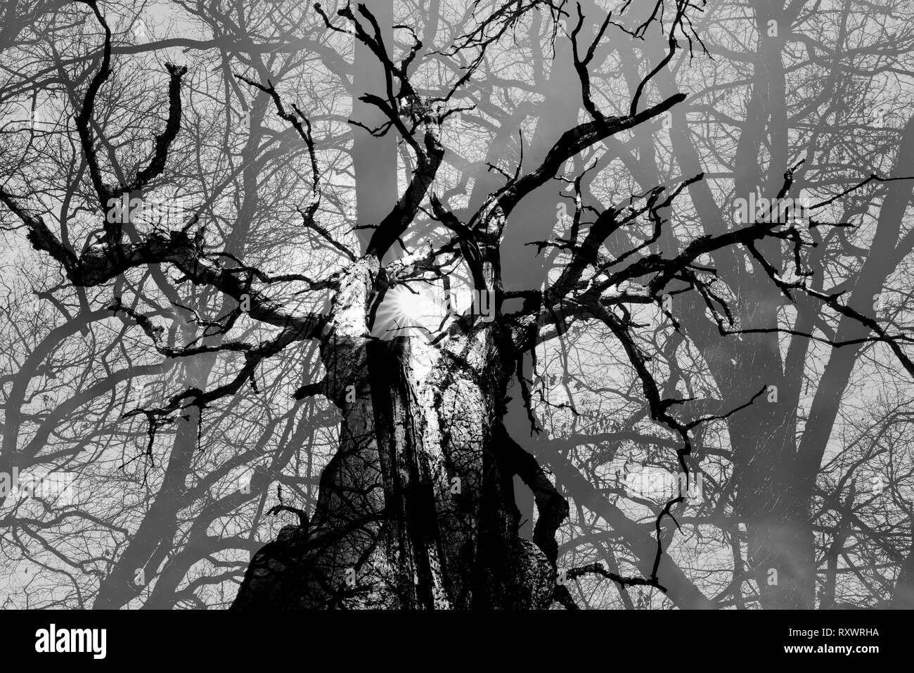 Foresta Sababurg Urwald, Hofgeismar, Weser Uplands, Weserbergland, Hesse, Germania Foto Stock