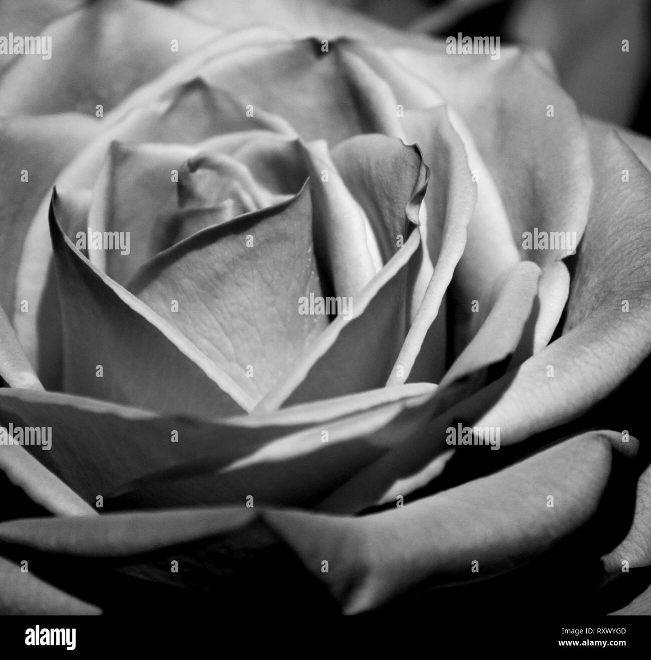 Black & White Rose Foto Stock