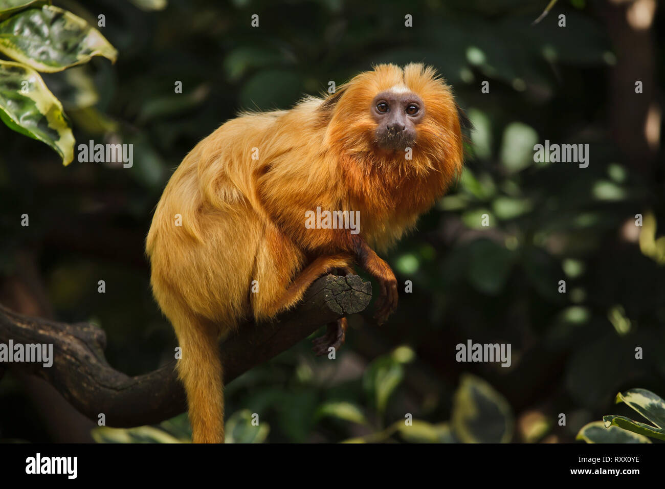 Golden Lion Tamarin (Leontopithecus rosalia), noti anche come Golden marmoset. Foto Stock