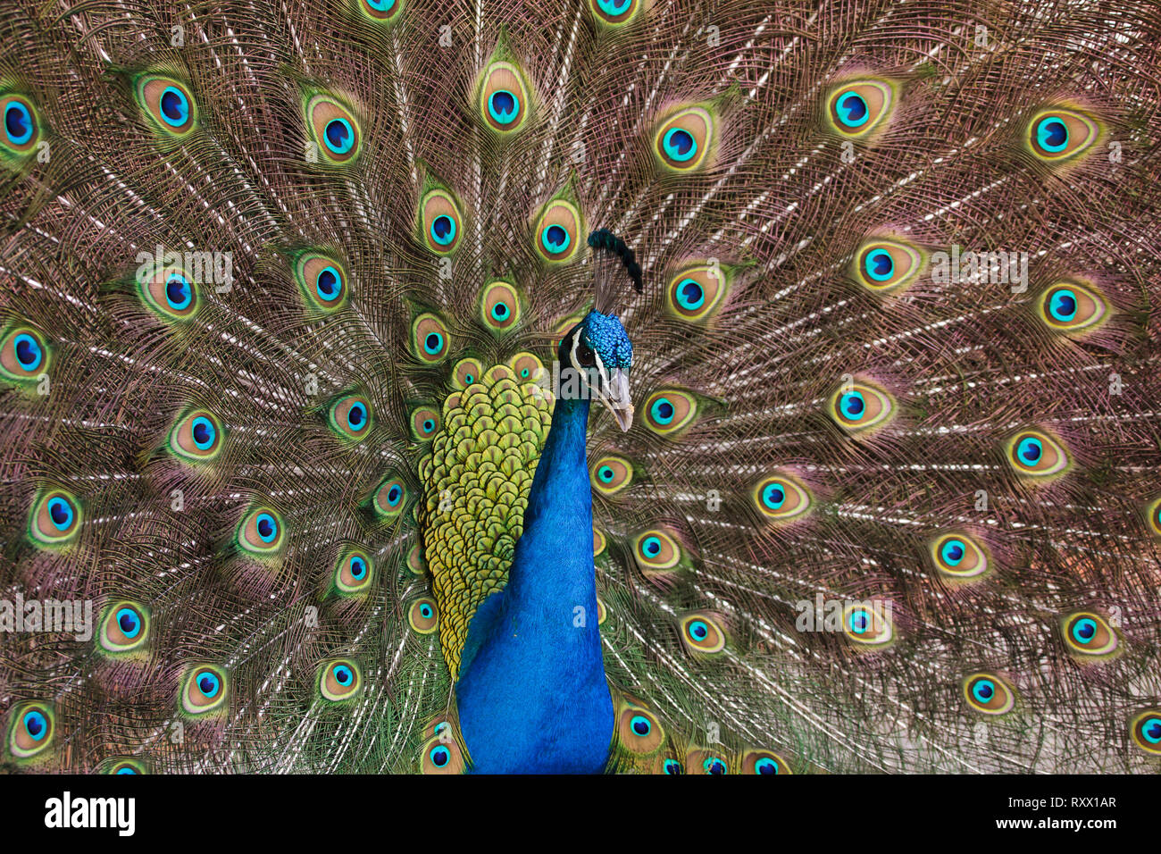 Peafowl indiano (Pavo cristatus), noto anche come il peafowl blu. Foto Stock