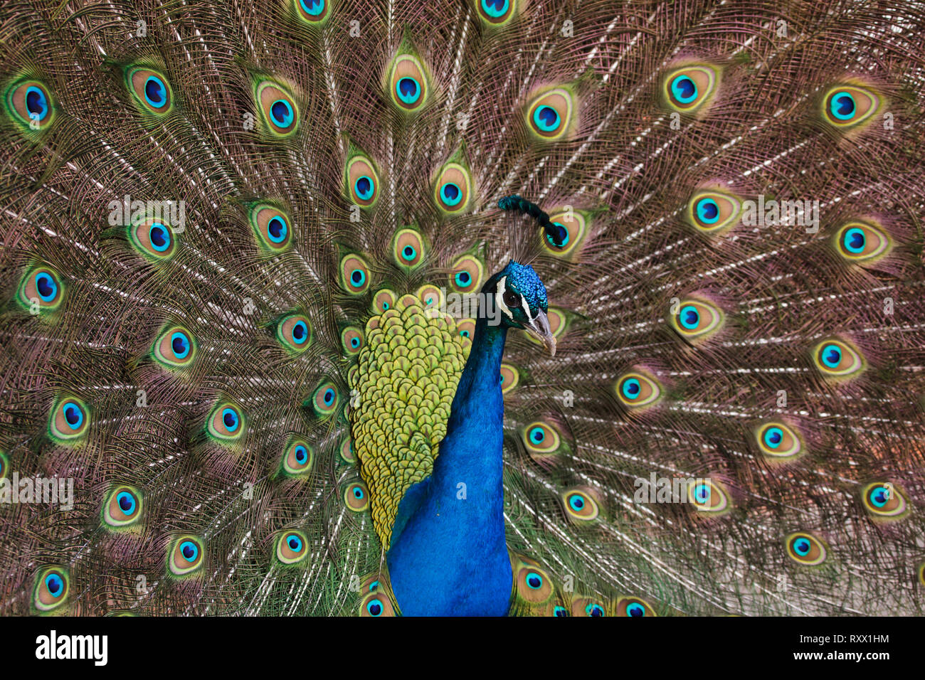 Peafowl indiano (Pavo cristatus), noto anche come il peafowl blu. Foto Stock