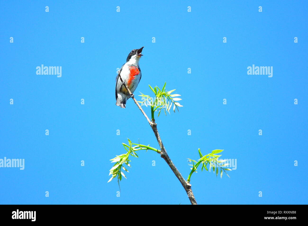 Murcia, Filippine. 08 Mar, 2019. Il nero-belted flowerpecker o visayan flowerpecker (Dicaeum haematostictum) è una specie di uccello della famiglia Dicaeidae. Essa è endemica nelle Filippine dove essa è limitata a Panay, Negros e isole Guimaras. Credito: Joseph C. Ceriales/Pacific Press/Alamy Live News Foto Stock