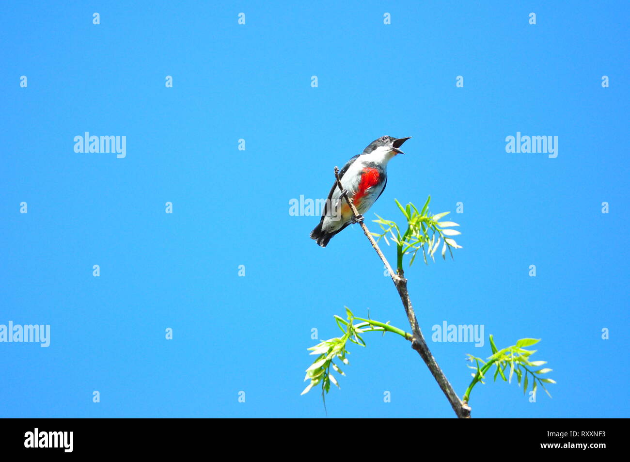 Murcia, Filippine. 08 Mar, 2019. Il nero-belted flowerpecker o visayan flowerpecker (Dicaeum haematostictum) è una specie di uccello della famiglia Dicaeidae. Essa è endemica nelle Filippine dove essa è limitata a Panay, Negros e isole Guimaras. Credito: Joseph C. Ceriales/Pacific Press/Alamy Live News Foto Stock