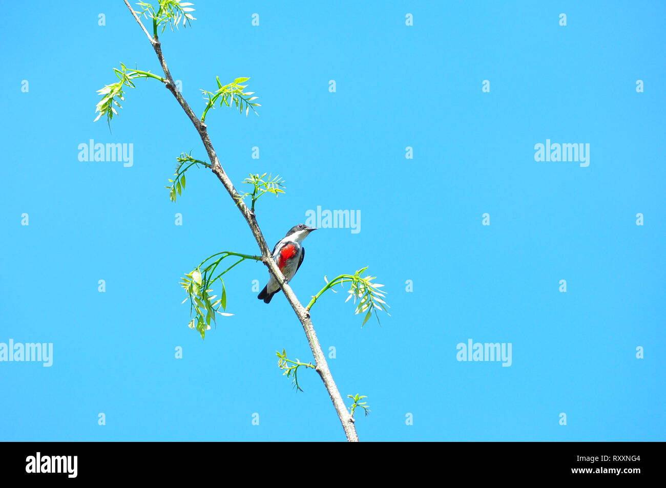 Murcia, Filippine. 08 Mar, 2019. Il nero-belted flowerpecker o visayan flowerpecker (Dicaeum haematostictum) è una specie di uccello della famiglia Dicaeidae. Essa è endemica nelle Filippine dove essa è limitata a Panay, Negros e isole Guimaras. Credito: Joseph C. Ceriales/Pacific Press/Alamy Live News Foto Stock