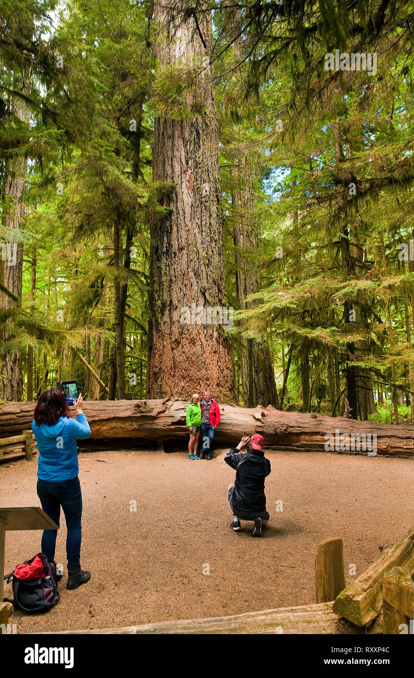 Giovane che posano per una foto alla base di uno dei più grandi di abete Douglas alberi in Cattedrale Grove, MacMillan Parco Provinciale, Isola di Vancouver, British Columbia, Canada Foto Stock