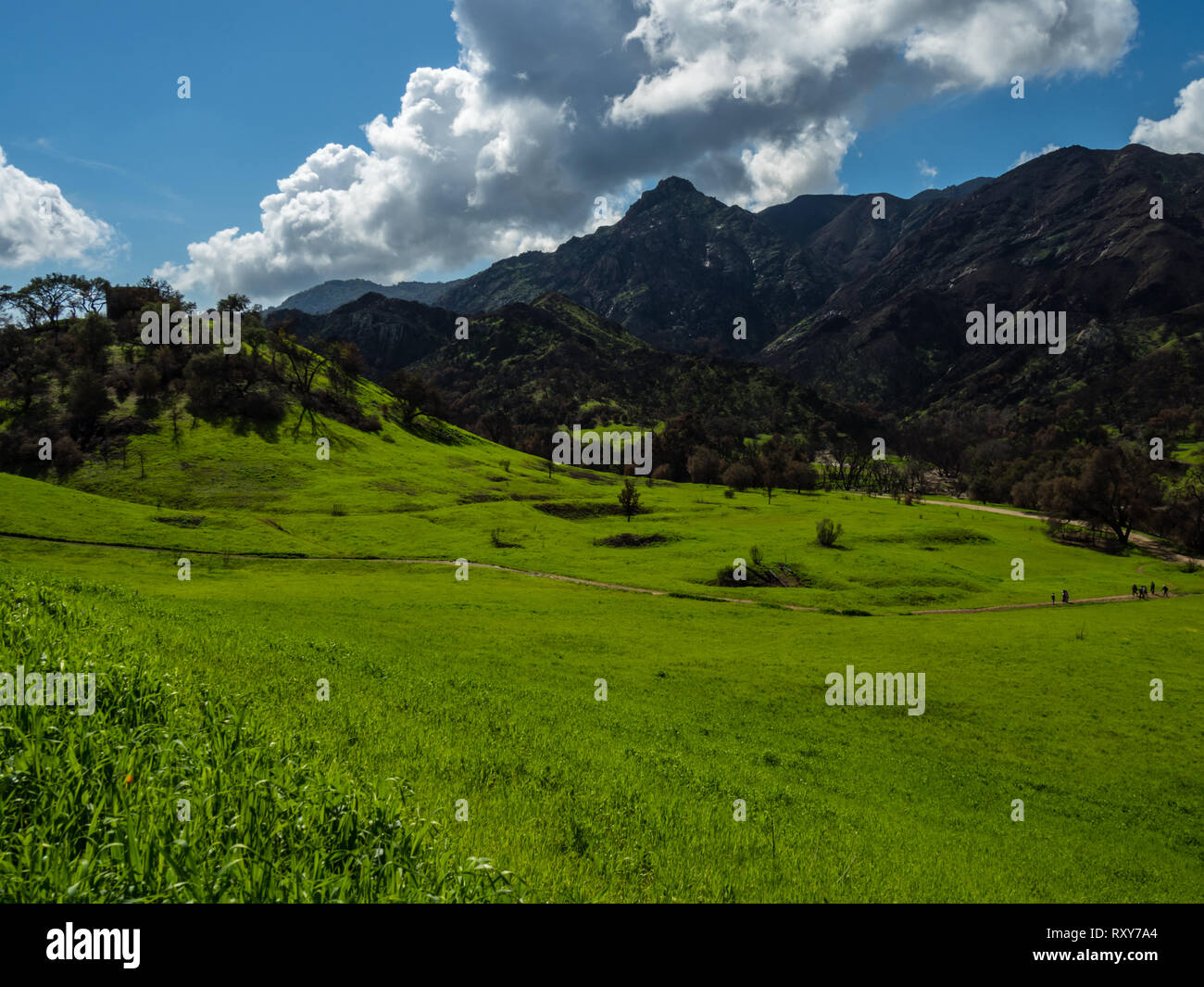 Il contrasto di ricrescita di verde e di alberi bruciati in recupero dopo l'Woolsey fire in Malibu Creek State Park, nel sud della California, Stati Uniti d'America Foto Stock