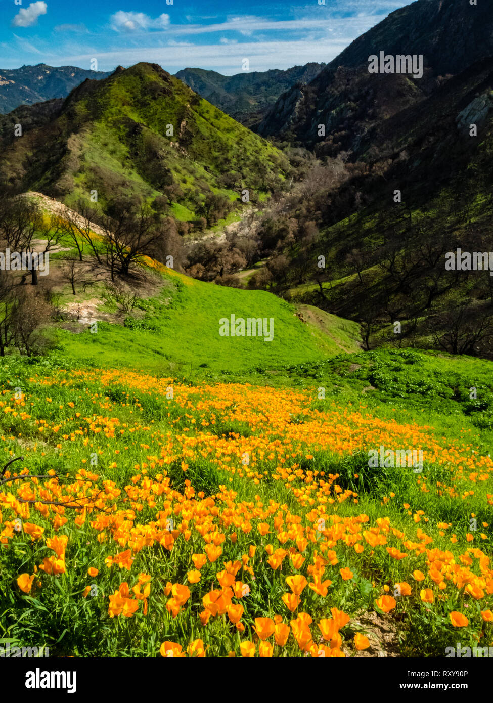 Campi mozzafiato della California poppies in recupero dopo l'Woolsey fire in Malibu Creek State Park, nel sud della California, Stati Uniti d'America Foto Stock