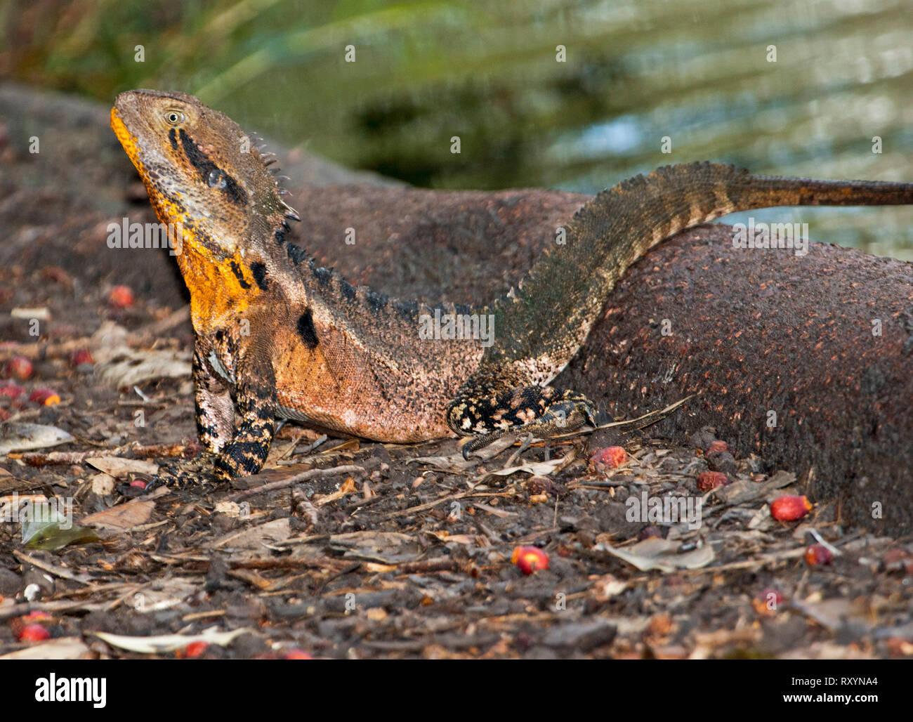 Australia orientale drago acqua, Intellagama lesueurii negli allevamenti di colori vivaci con gola arancione, nel selvaggio Foto Stock