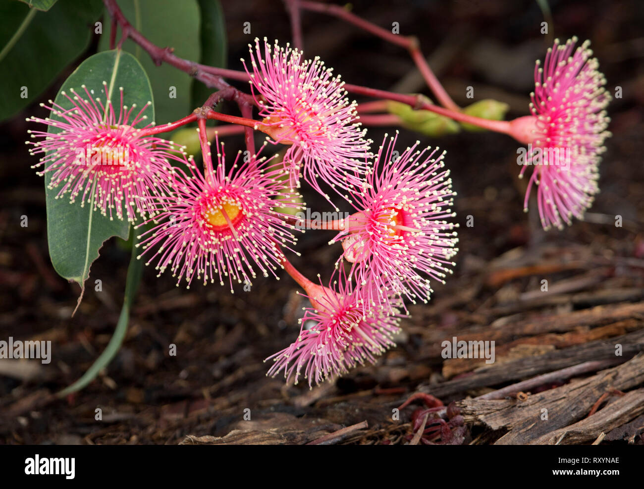 Cluster di bellissimi fiori di colore rosso e verde delle foglie di Australian gum tree, Corymbia / Eucaliptus ficifolia contro il marrone scuro dello sfondo Foto Stock