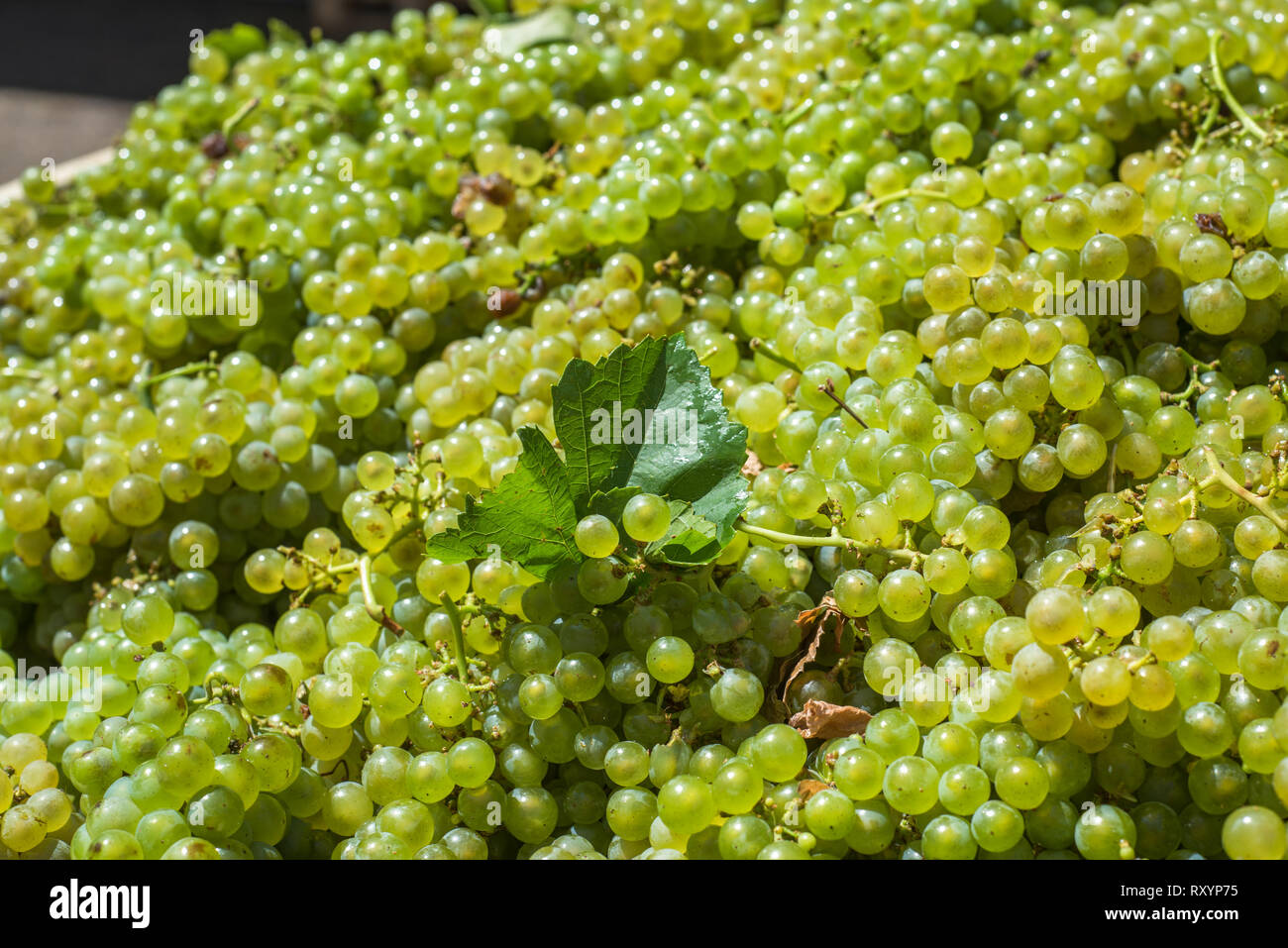 I grappoli di uve Sauvignon Blanc uve in vigneto in tempo di mietitura Foto Stock