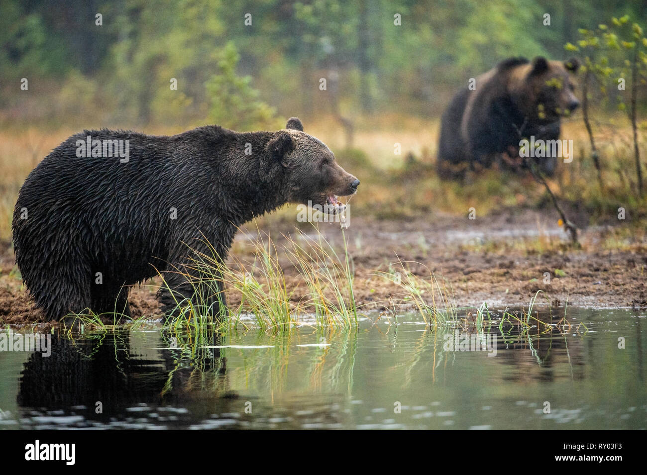 Un orso bruno sul bog. Adulto Wild grande orso bruno . Nome scientifico: Ursus arctos. Habitat naturale. La stagione autunnale. Foto Stock