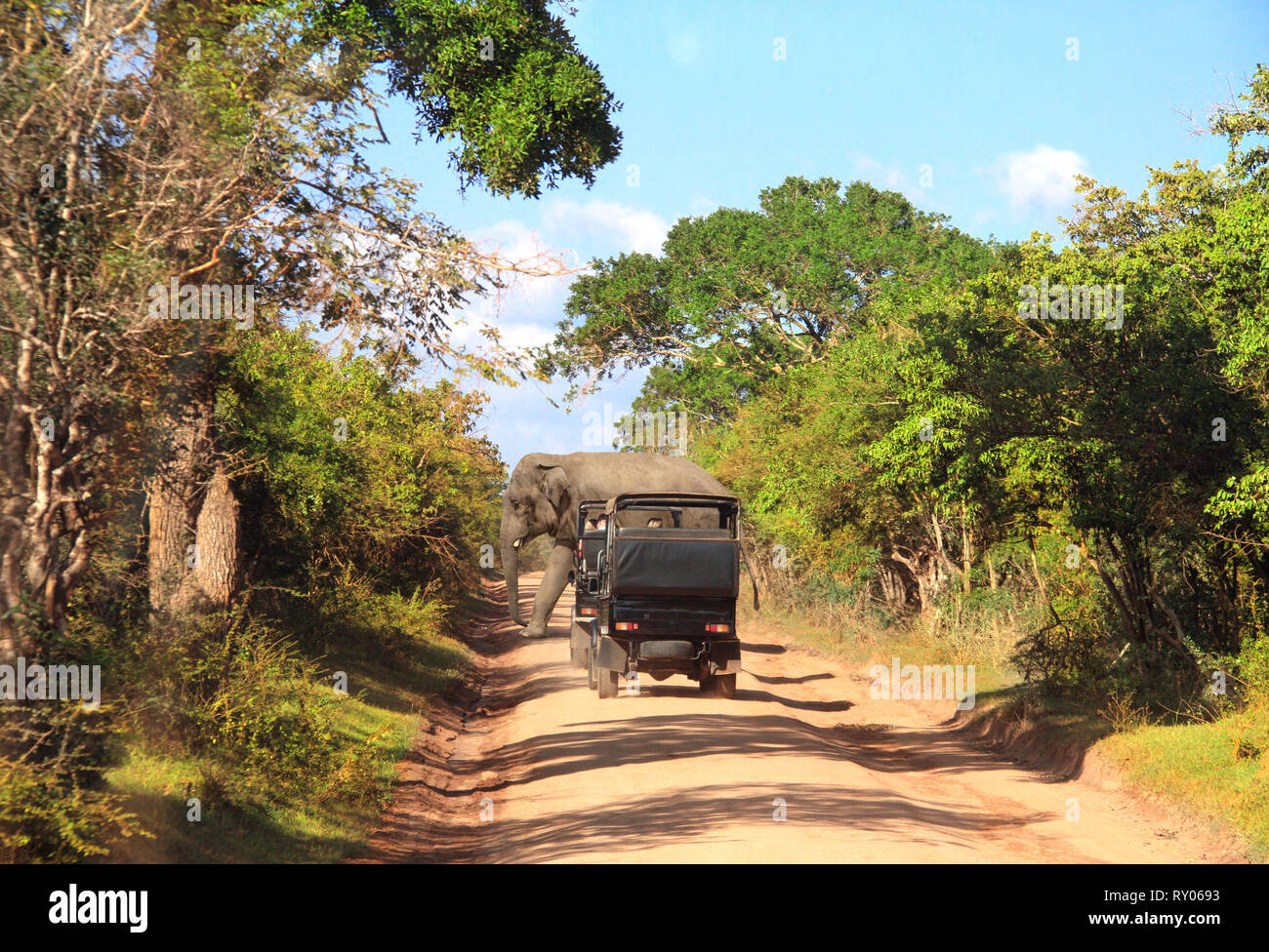 Auto safari nel parco nazionale Yala. Elefante e turisti in auto e sulla strada polverosa. Sri Lanka Foto Stock