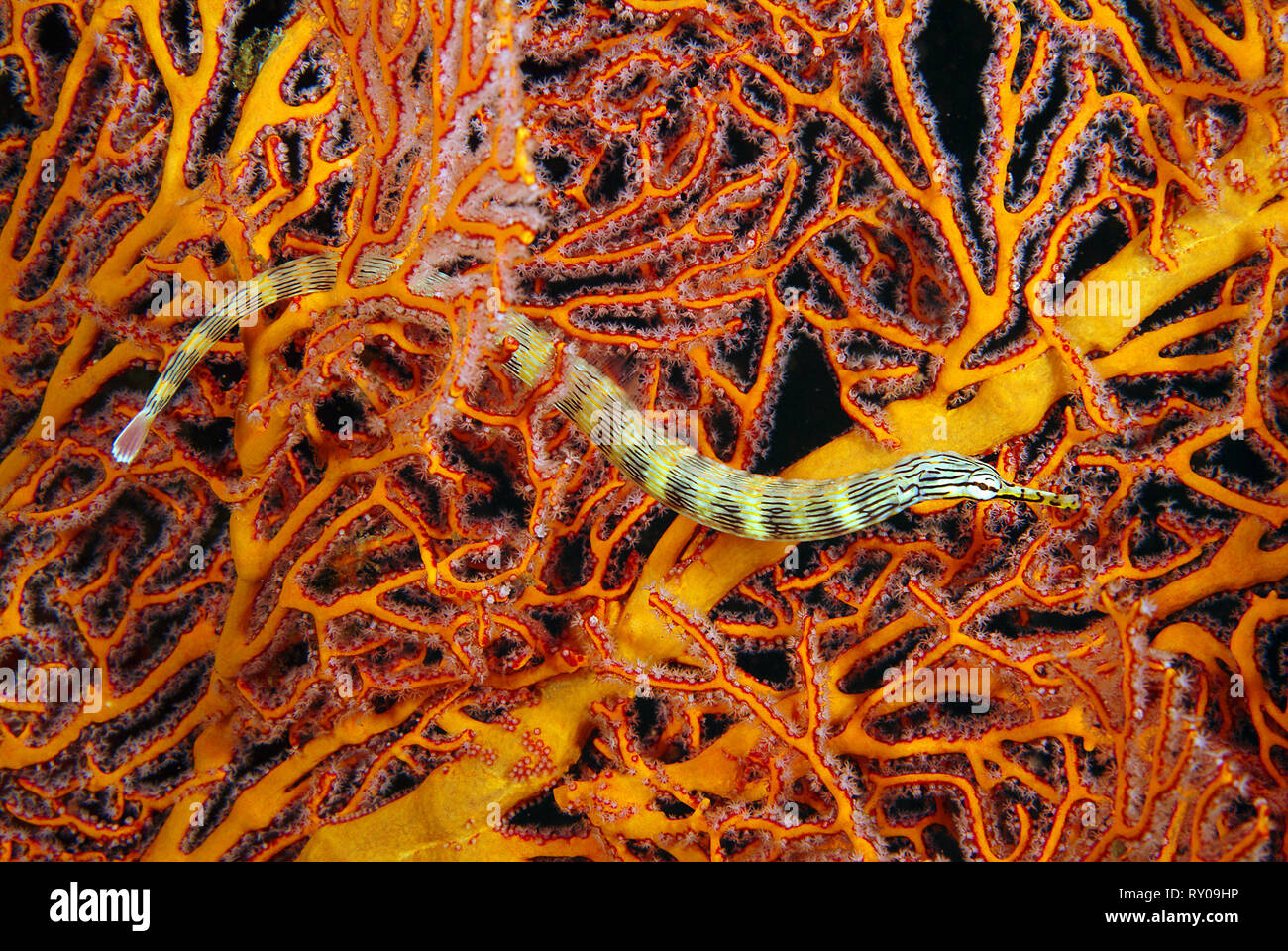 Rete (Pipefish Corythoichthys flavofasciatus), la Grande Barriera Corallina, Cairns, Queensland, Australia Foto Stock