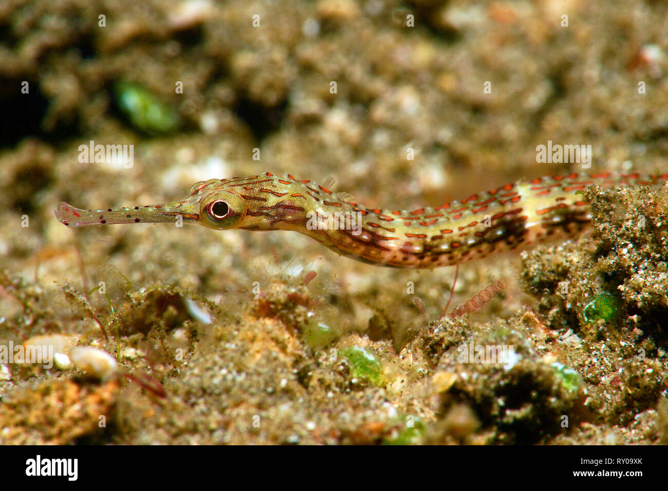 Messmate pipefish (haematopus Corythoichthys), Milne Bay, Alotau, Papua Nuova Guinea Foto Stock
