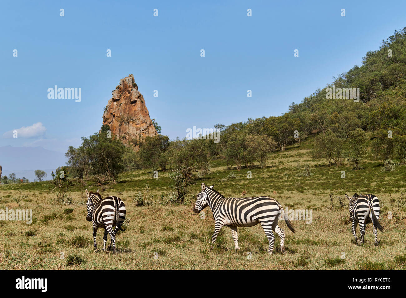 Kenya, Nakuru county, Hell's Gate National Park, zebra Foto Stock