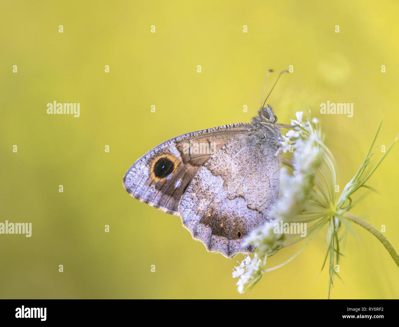 Tree temoli (Hipparchia statilinus) farfalla appoggiato sul fiore di carota con tranquilla sfondo verde Foto Stock