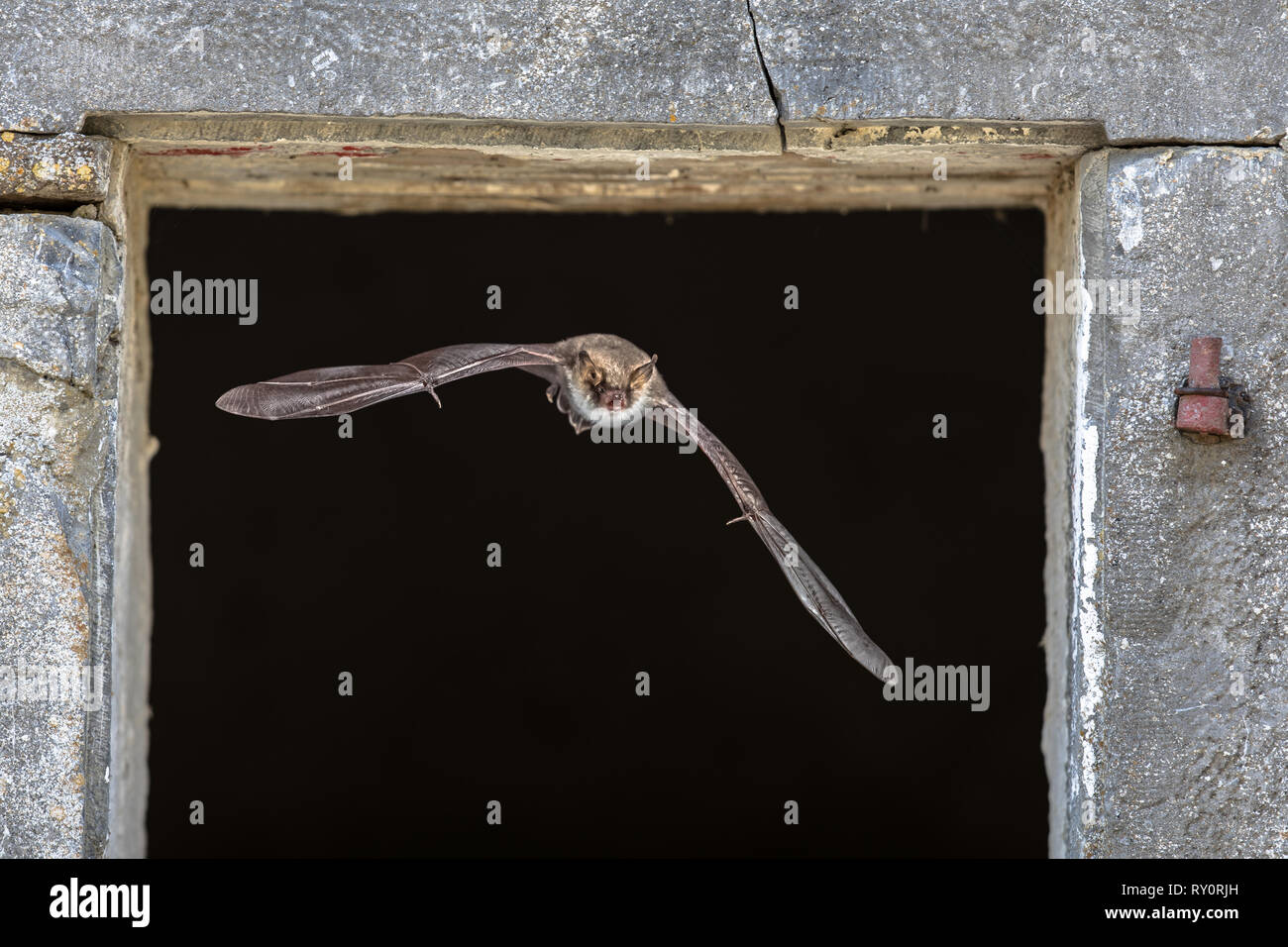 Natterer bat (Myotis nattereri) volare attraverso la finestra da posatoio site all'interno di un fienile Foto Stock