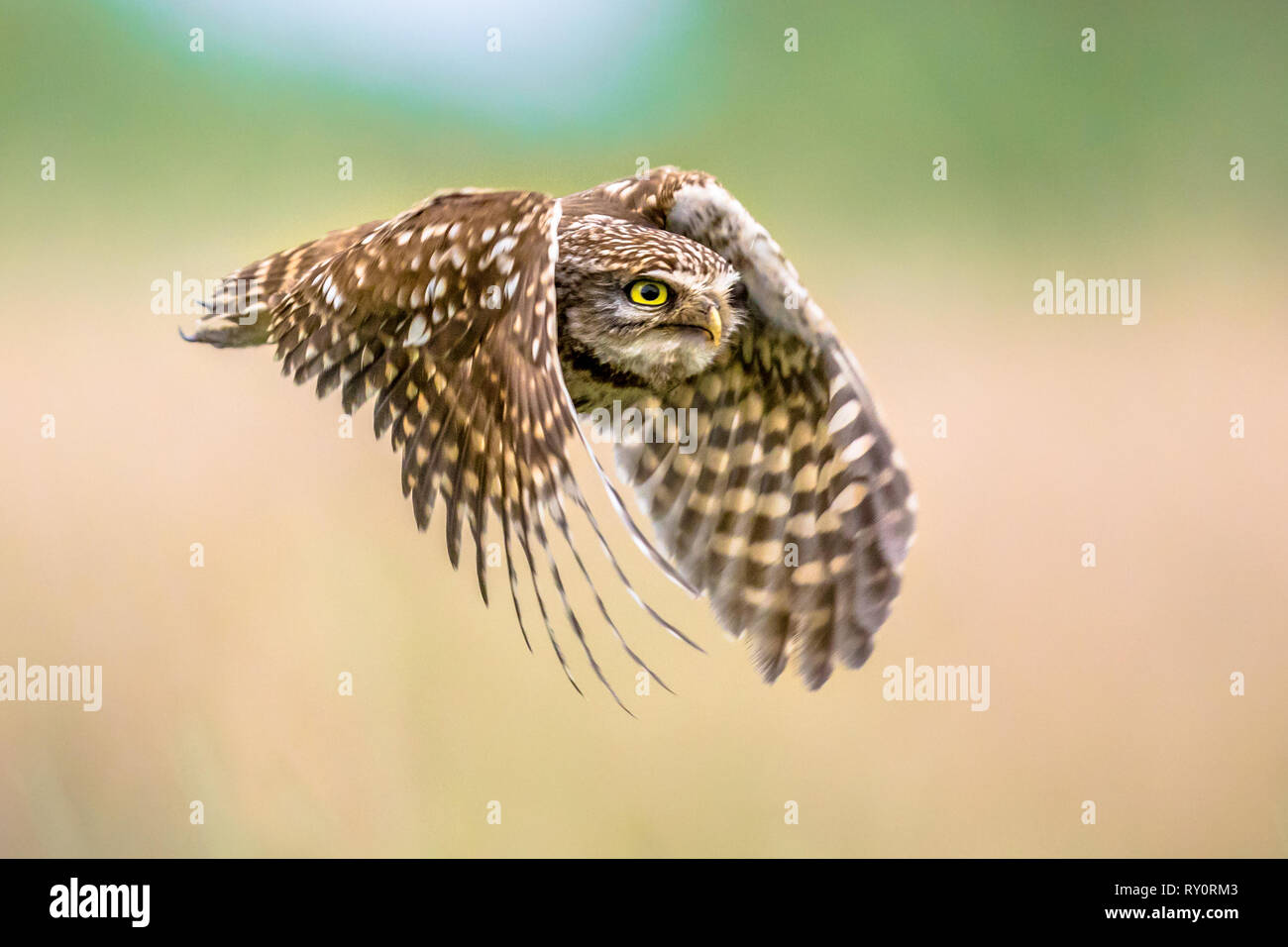 Civetta (Athene noctua) uccello notturno battenti all'alba a caccia di prede sulla campagna belga delle Fiandre Foto Stock