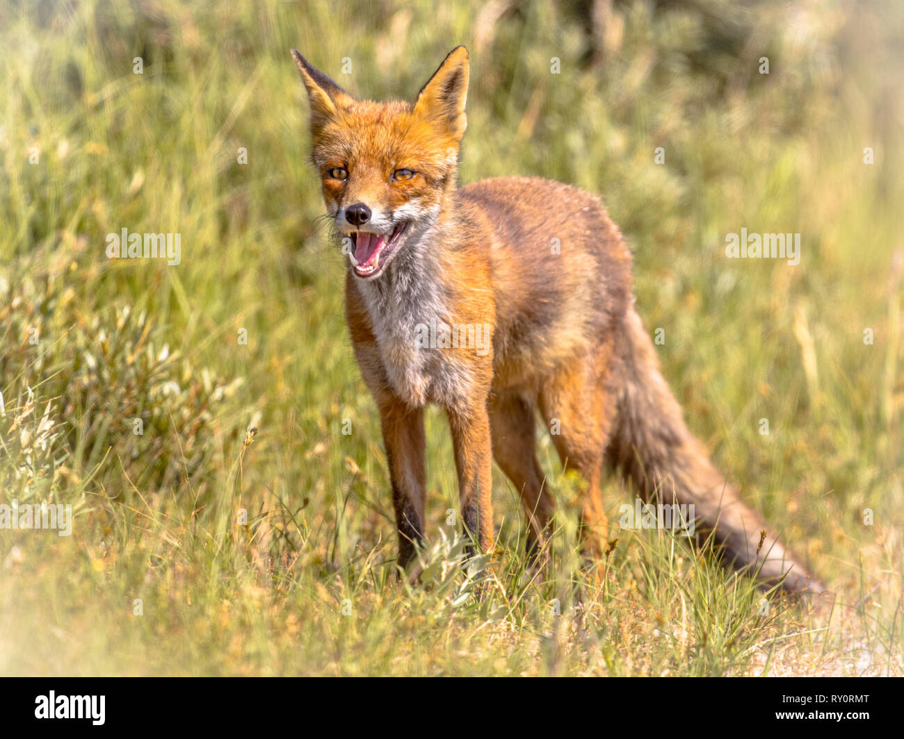 Red Fox (Vulpes vulpes vulpes) nella vegetazione naturale. Questo splendido animale selvatico del deserto. Guardando nella telecamera con bocca aperta. Foto Stock