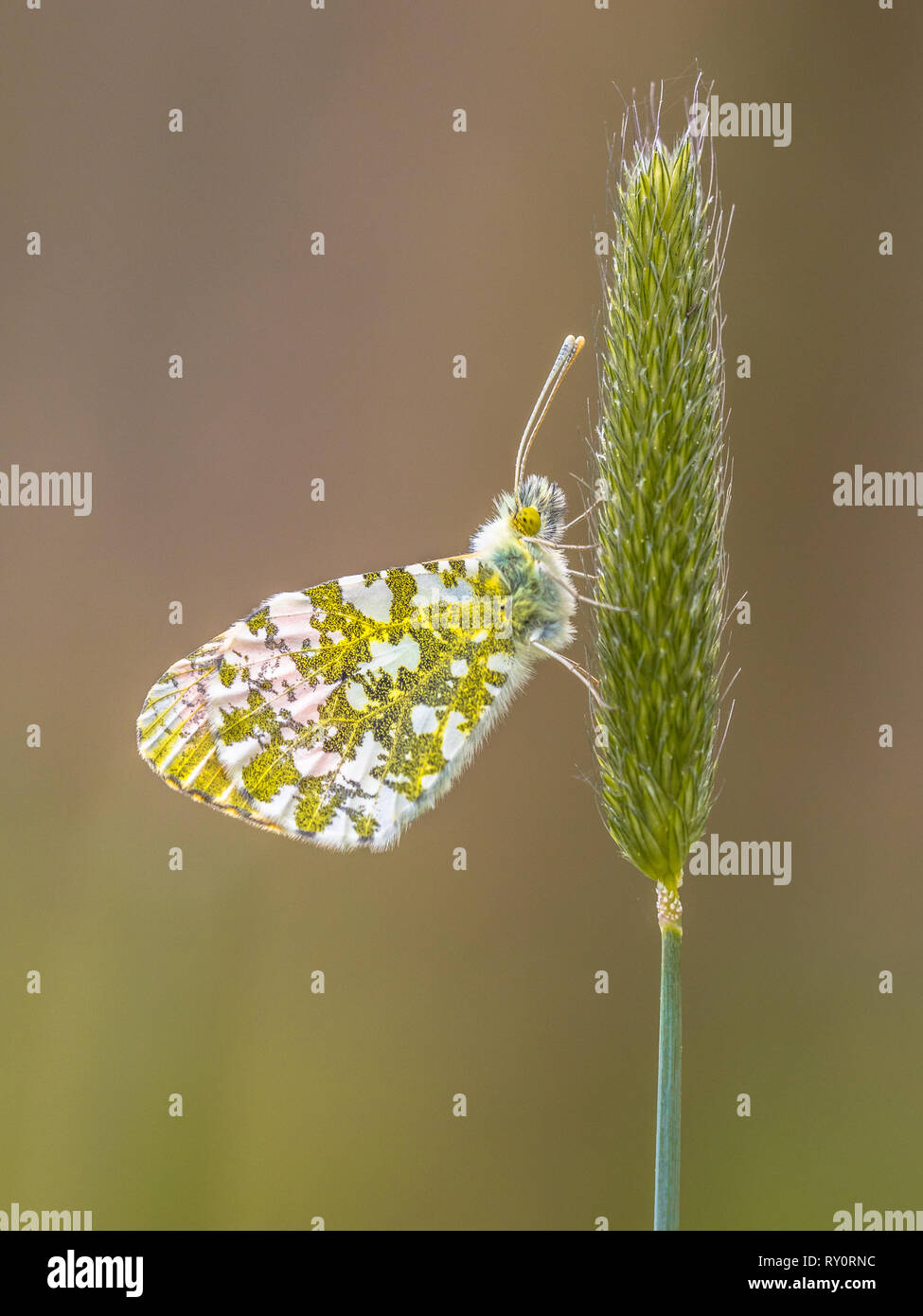 Punta arancione farfalla (Anthocharis cardamines) poggiante su erba fiore all'orecchio Foto Stock