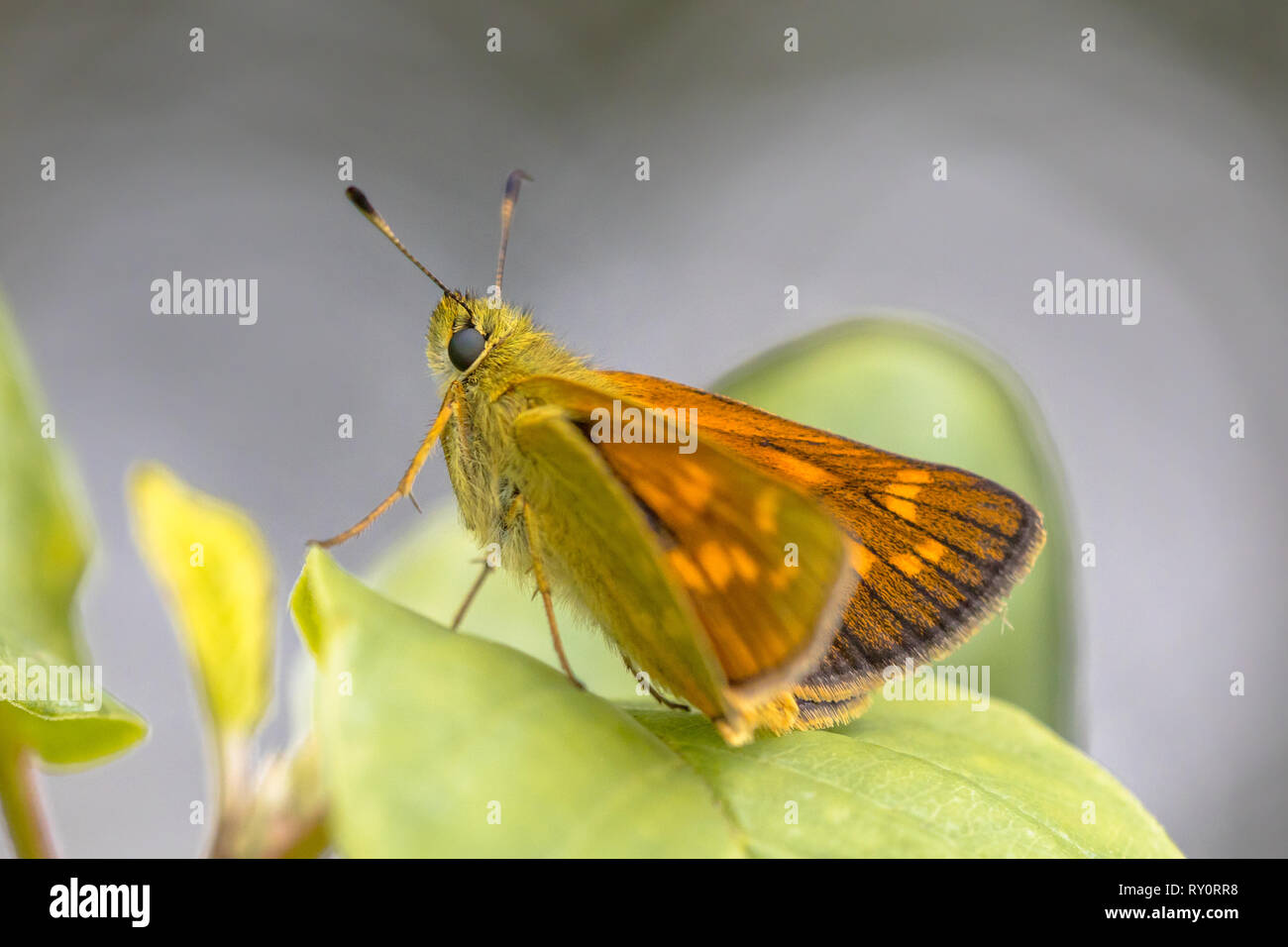 Grande skipper (Ochlodes sylvanus) è una farfalla della famiglia Hesperiidae. Gli insetti in appoggio sulla lamina. Foto Stock