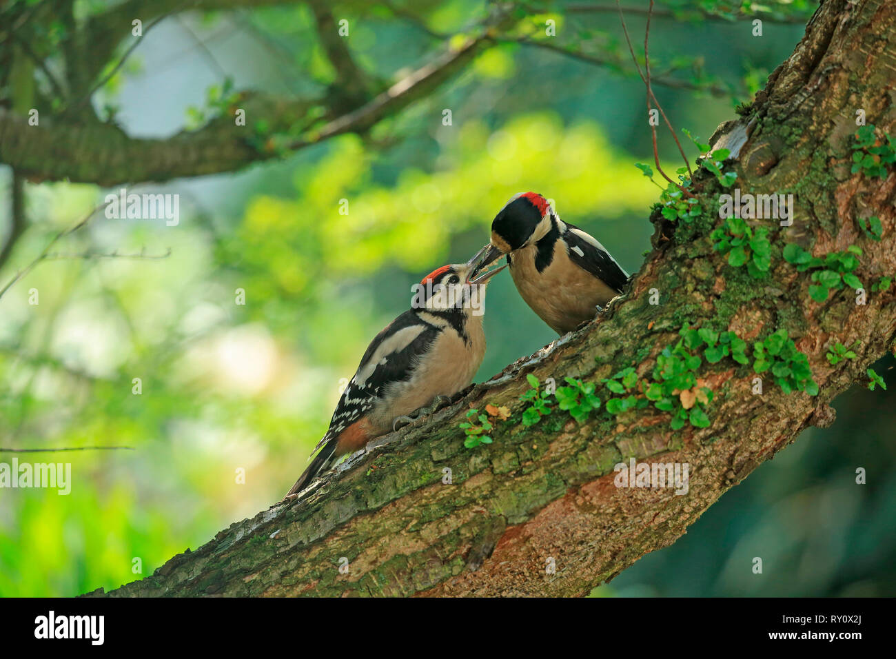 Buntspechte, (Dendrocopos major) Foto Stock