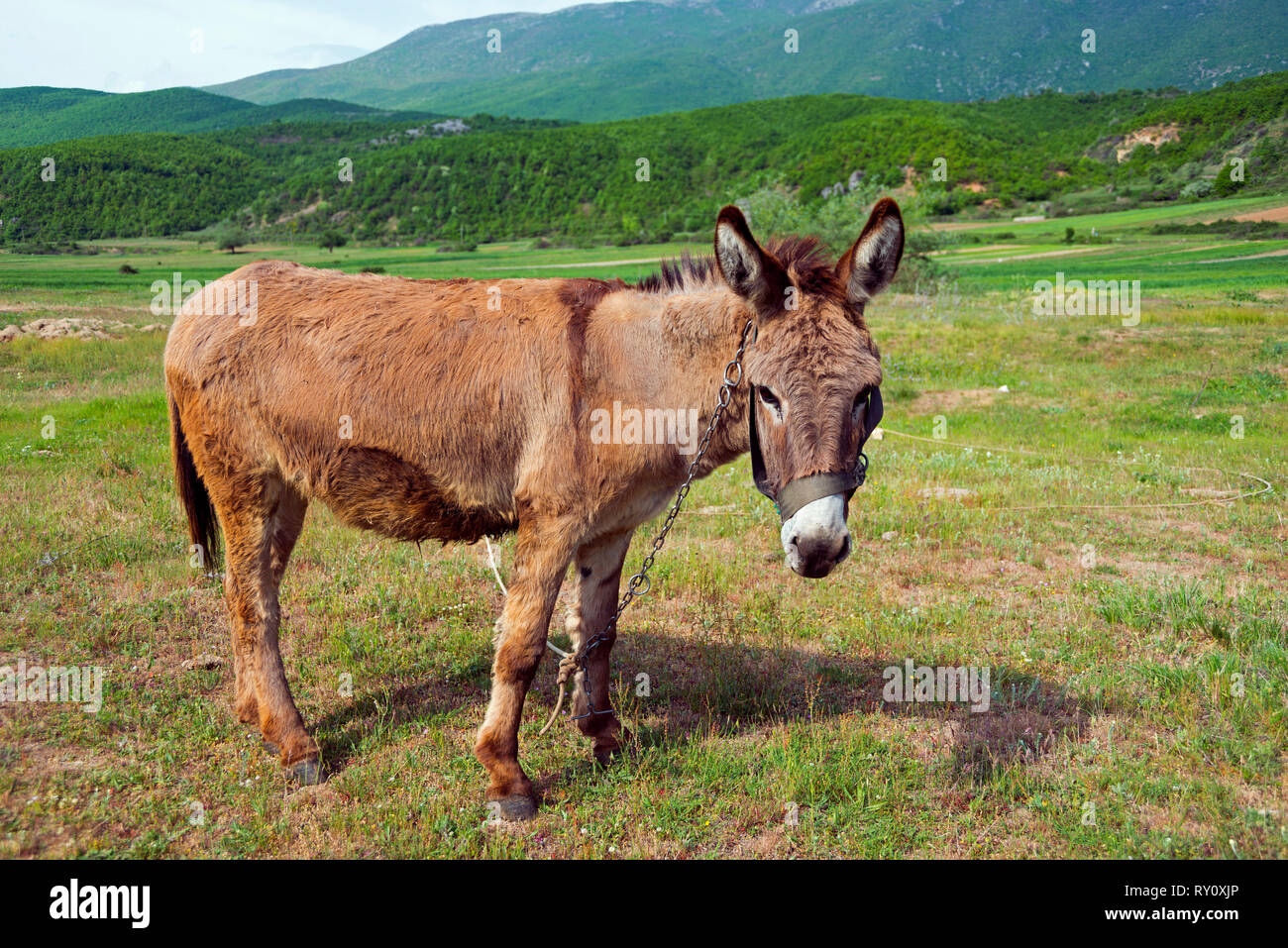 Asino, Prespa National Park, Albania Foto Stock