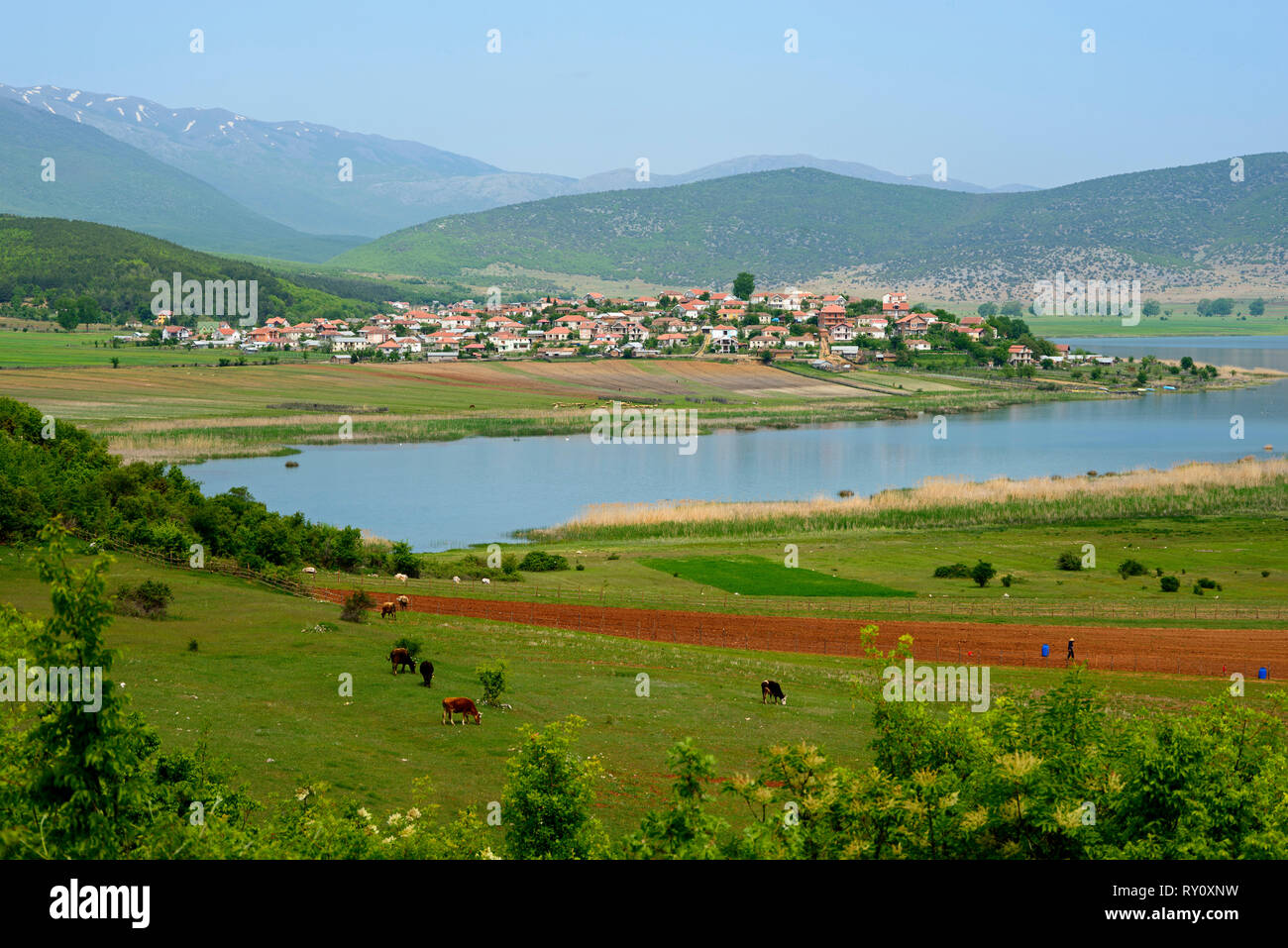 Gorice e Vogel, grande lago Prespa, Prespa National Park, Albania, Goricë e Vogël Foto Stock