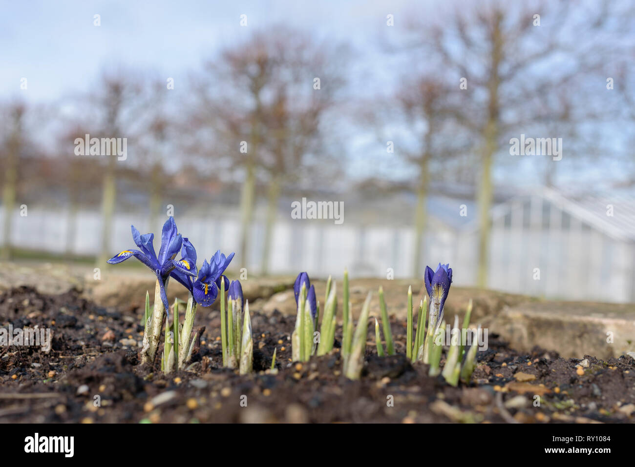 Inverno iris, Orchis Iris, Harput iris, giardino botanico, Bosestrasse, Kassel, Germania, (Iris histrioides) Foto Stock